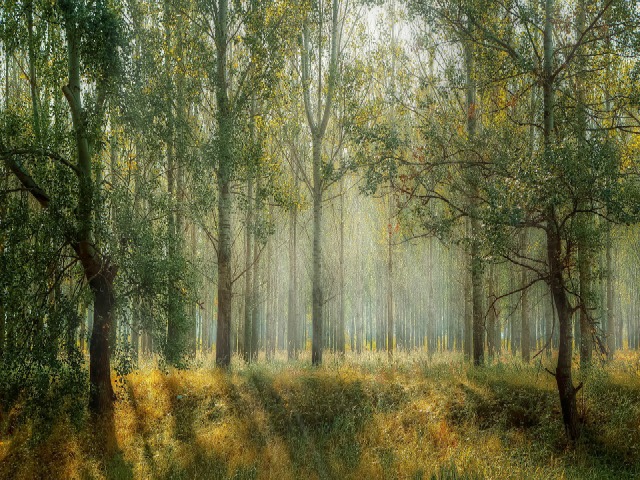 forest-photo-640x480
