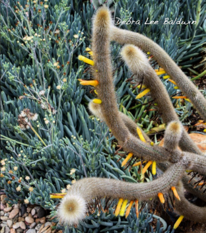 Serpentine cactus with weird flowers