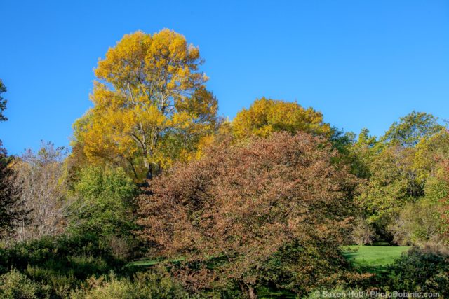Fraxinus pennsylvanica 'Vinton', Green Ash tree (tallest) - Arnold Arboretum