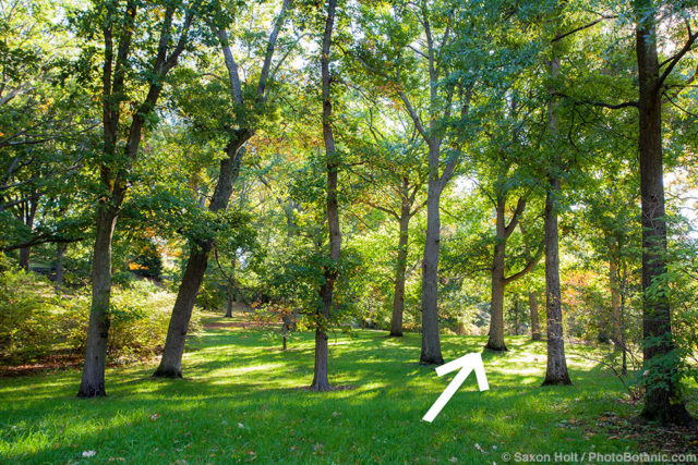 Grove of Oak trees, Arnold Arboretum