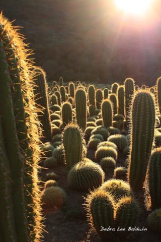 Don't care for cactus? Maybe you've never seen it backlit! 