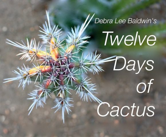 12-days-of-cactus_c_r