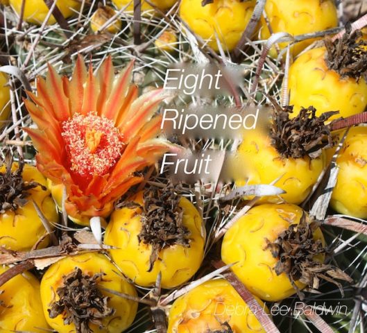 8-ripened-fruit_a_2_r