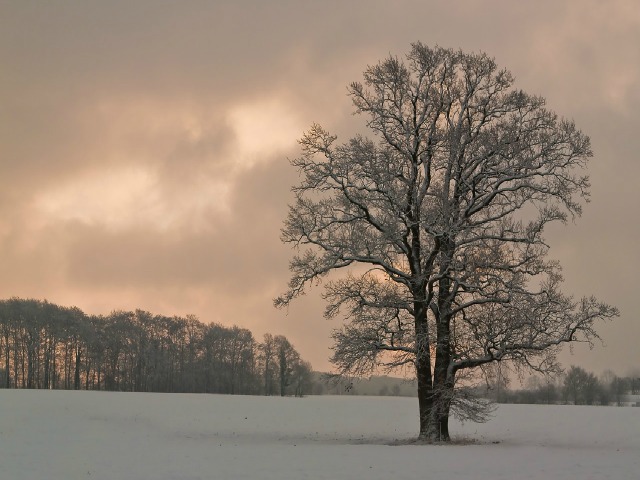 tree-1744759_1280-jpg-tree-in-winter-landscape-121516
