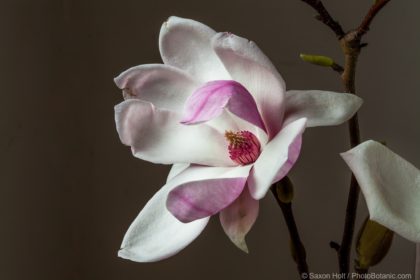 Magnolia soulangeana – Portrait Session